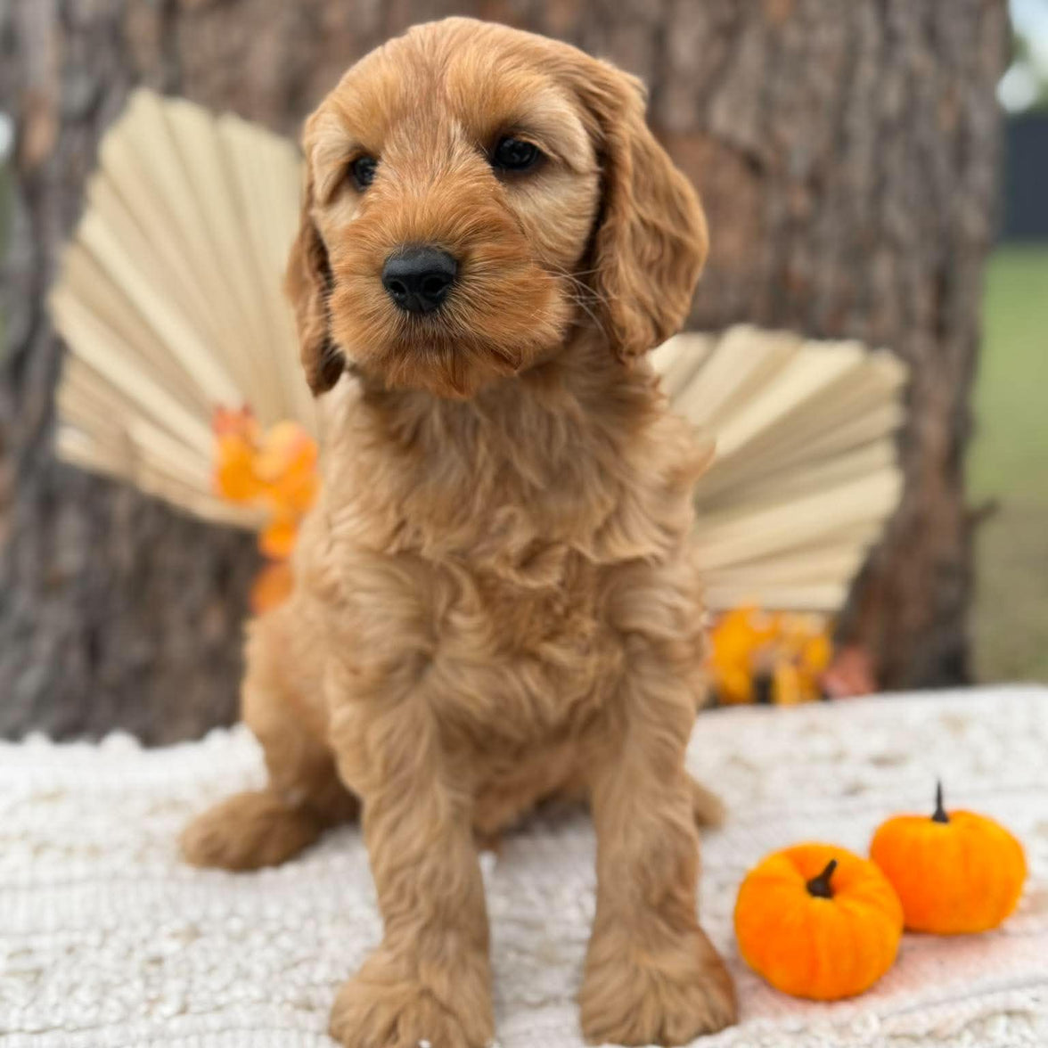 SIMBA - Male Mini Spoodle - Ready Now
