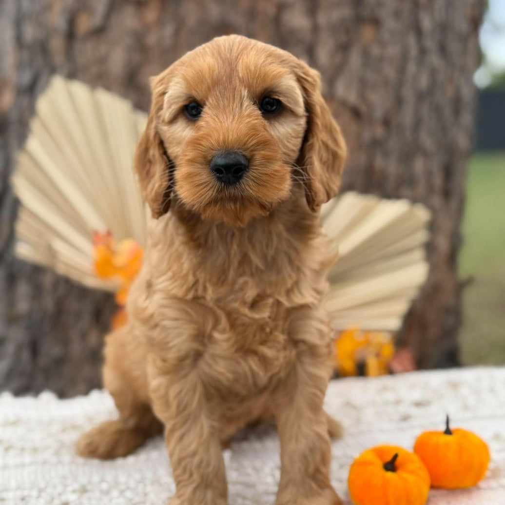 SIMBA - Male Mini Spoodle - Ready 23rd Oct