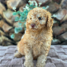 Load image into Gallery viewer, SIMBA - Male Toy Spoodle - Ready  Now