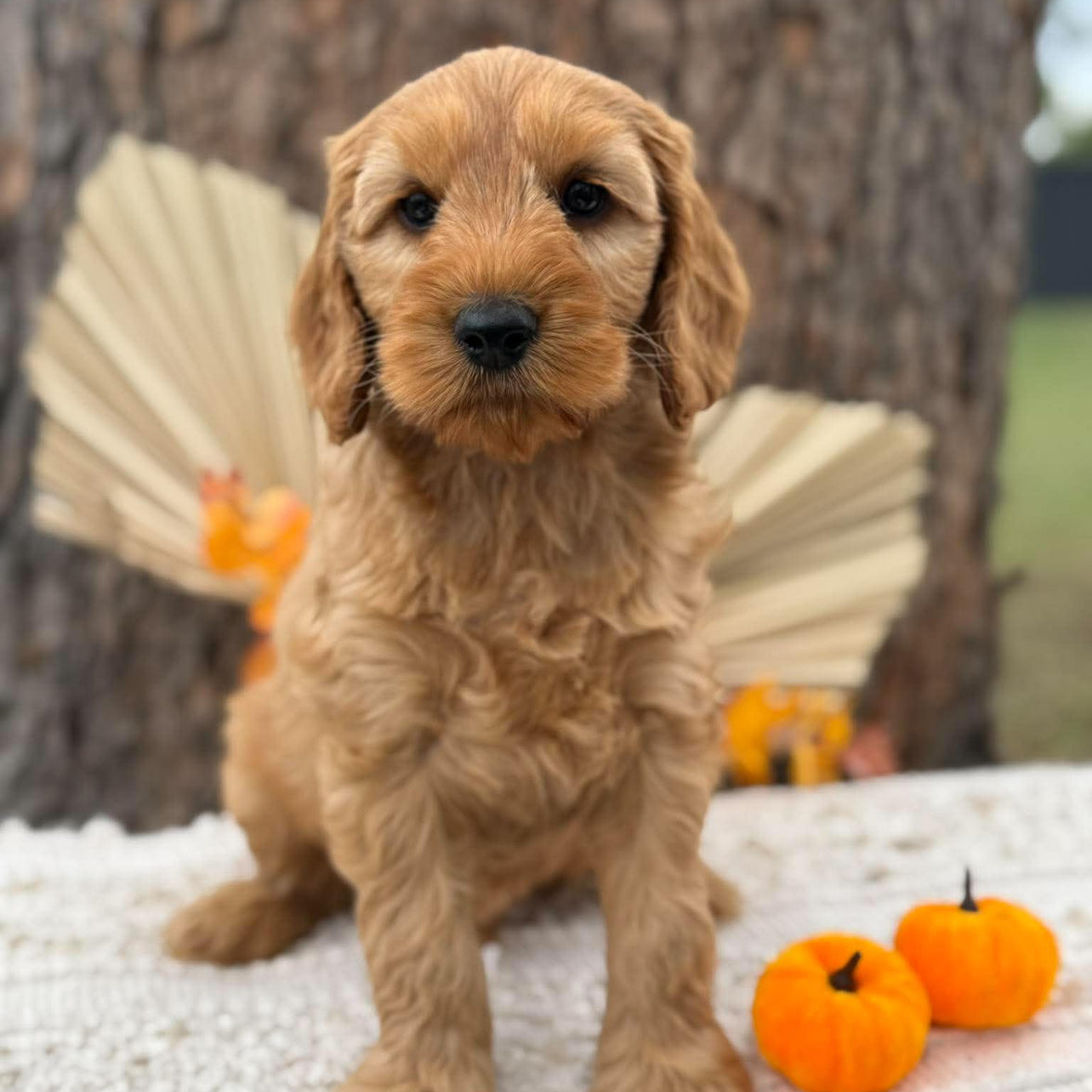 SIMBA - Male Mini Spoodle - Ready Now