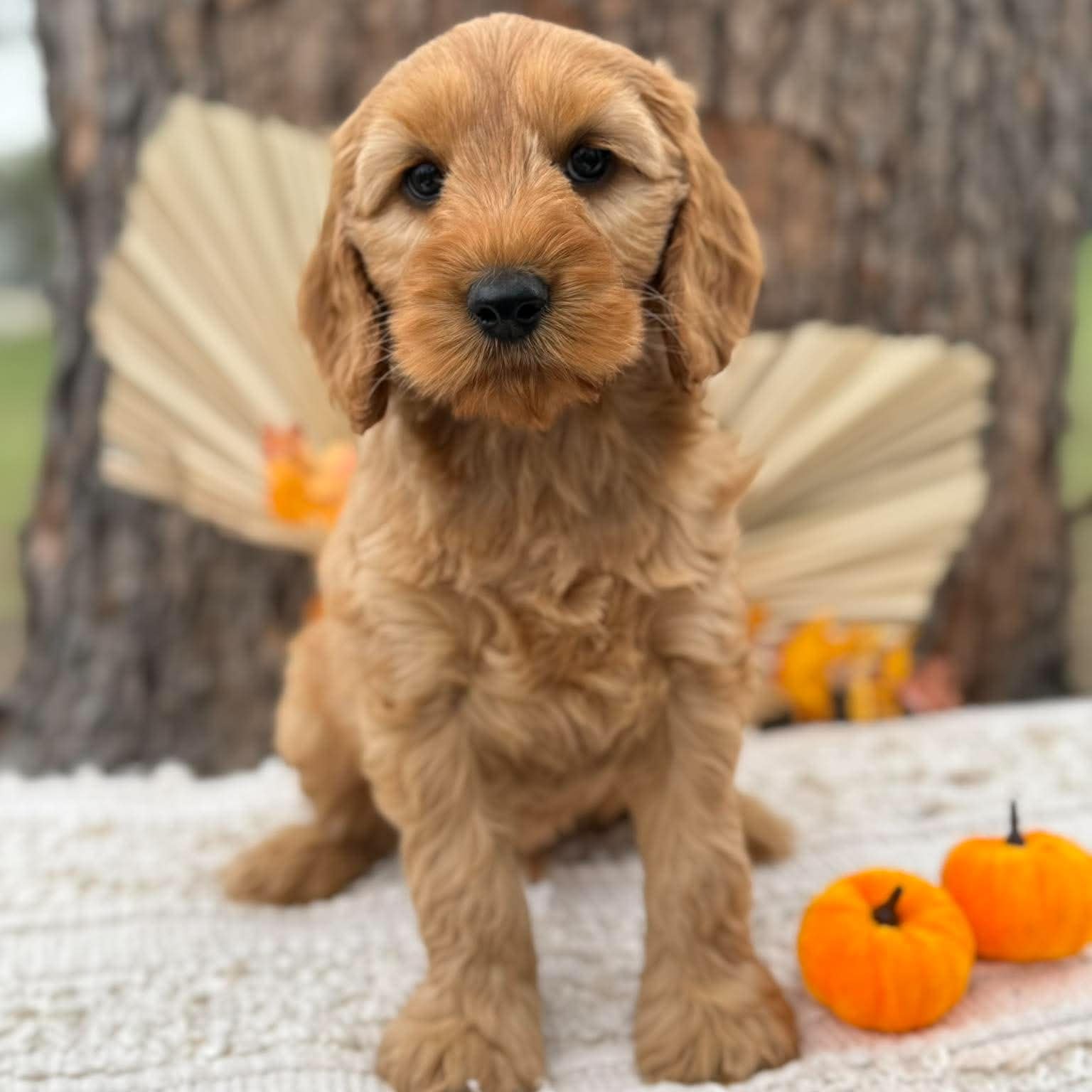 SIMBA - Male Mini Spoodle - Ready Now