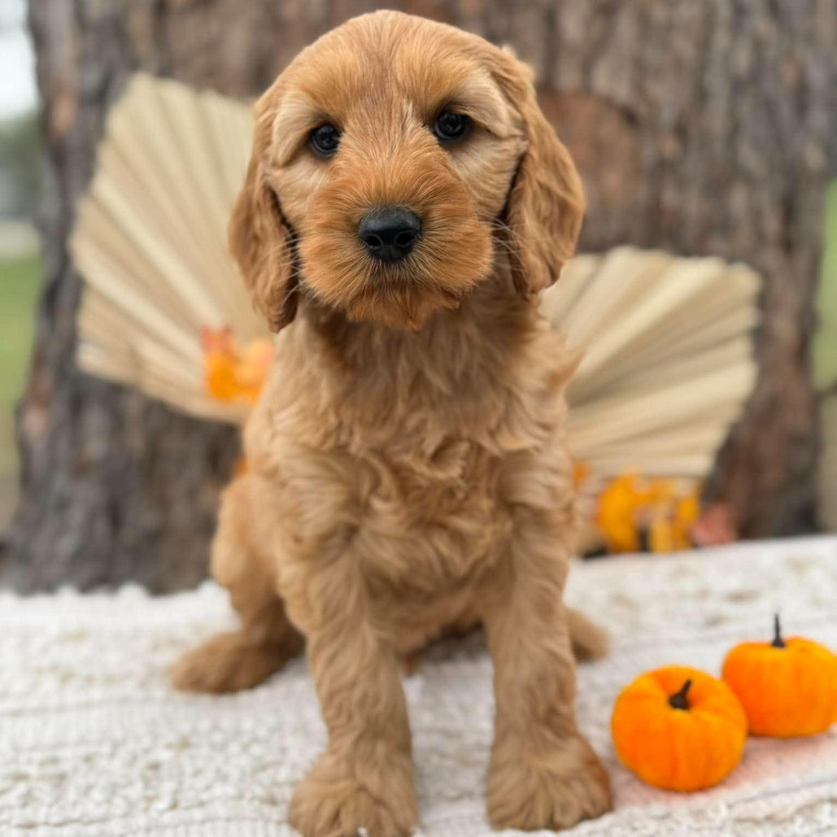 SIMBA - Male Mini Spoodle - Ready Now