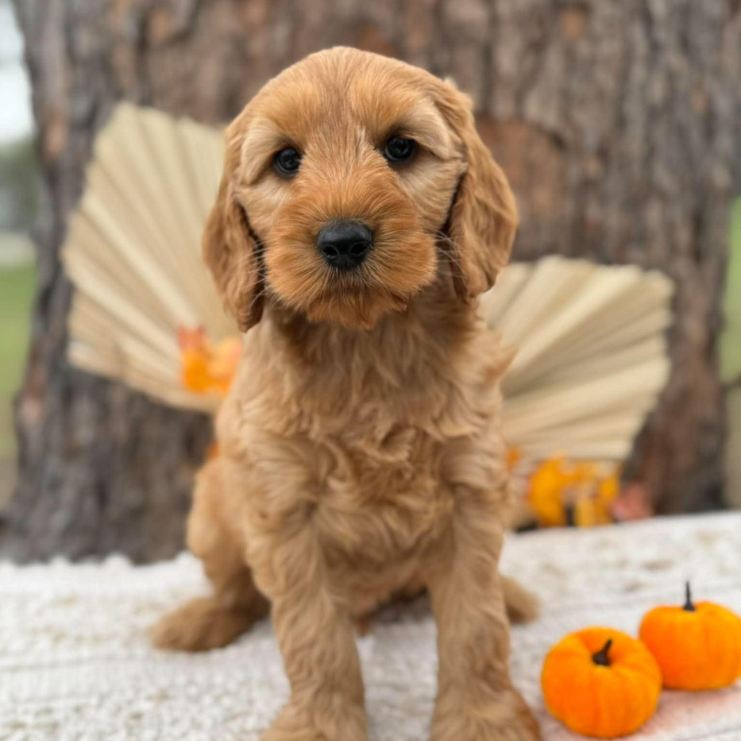 SIMBA - Male Mini Spoodle - Ready 23rd Oct