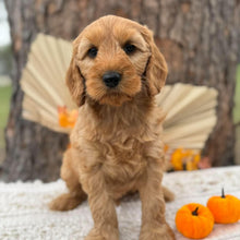 Load image into Gallery viewer, SIMBA - Male Mini Spoodle - Ready 23rd Oct
