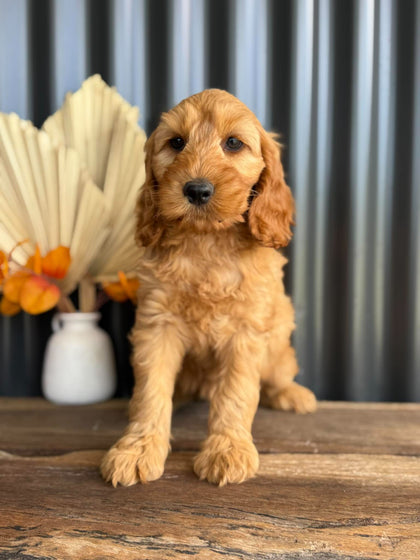 SIMBA - Male Mini Spoodle - Ready Now
