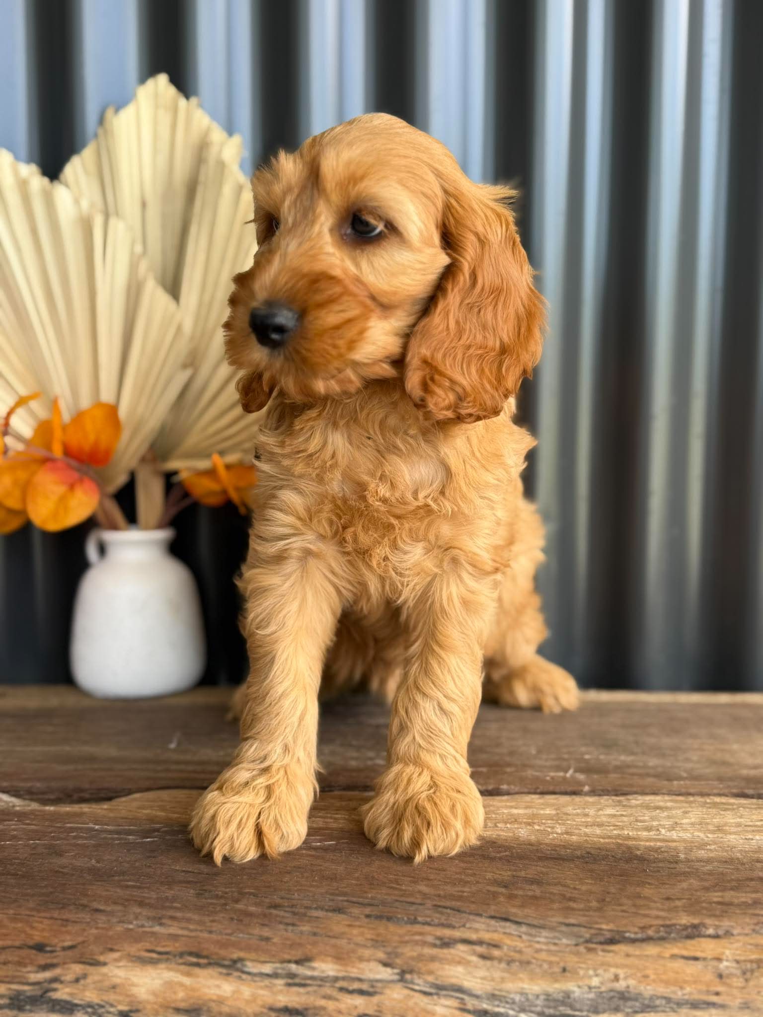 SIMBA - Male Mini Spoodle - Ready Now
