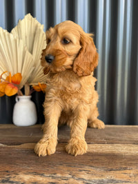 SIMBA - Male Mini Spoodle - Ready Now