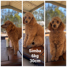 Load image into Gallery viewer, CAMDEN - Male Toy Cavoodle - Ready Now