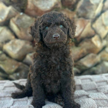 Load image into Gallery viewer, SIMMY - Female Toy Spoodle - Ready Now