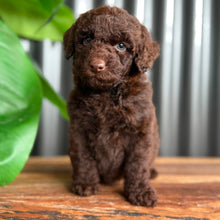 Load image into Gallery viewer, SIMMY - Female Toy Spoodle - Ready Now
