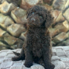 Load image into Gallery viewer, SIMMY - Female Toy Spoodle - Ready Now