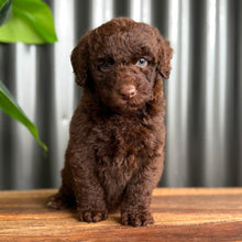 Load image into Gallery viewer, SIMMY - Female Toy Spoodle - Ready Now