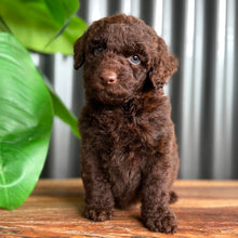 Load image into Gallery viewer, SIMMY - Female Toy Spoodle - Ready Now