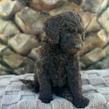 Load image into Gallery viewer, SIMMY - Female Toy Spoodle - Ready Now