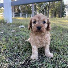 Load image into Gallery viewer, SIZZLE - Male Toy Cavoodle - Ready 23rd July
