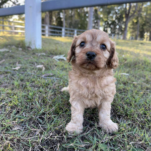 SIZZLE - Male Toy Cavoodle - Ready 23rd July