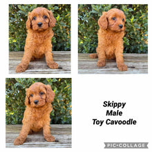 Load image into Gallery viewer, SKIPPY - Male Toy Cavoodle - Ready Now