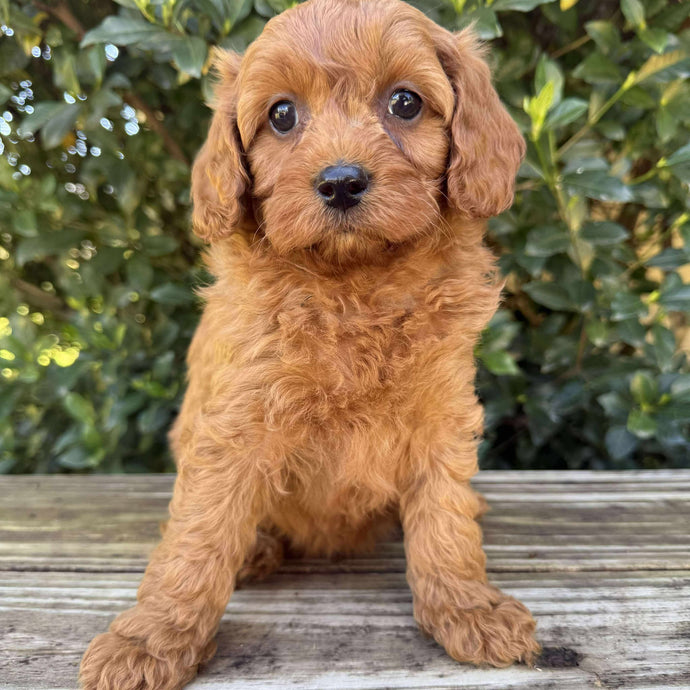 SKIPPY - Male Toy Cavoodle - Ready Now