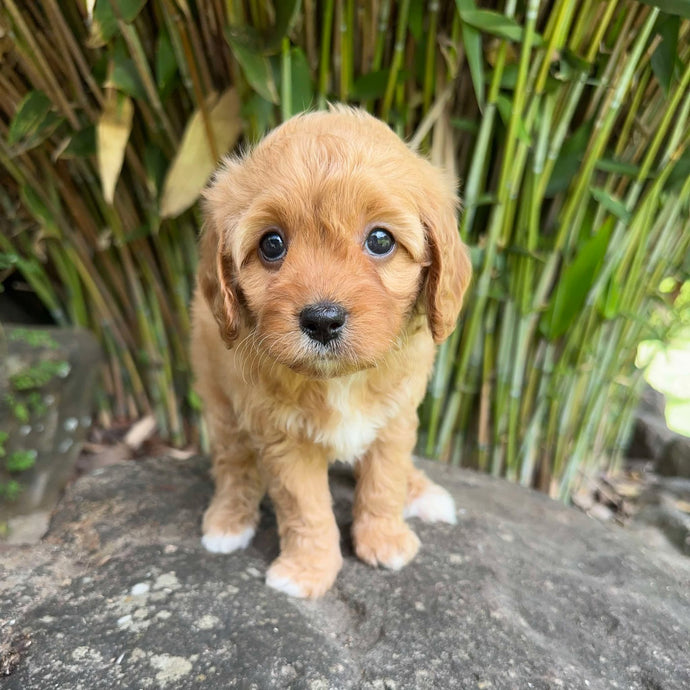 .✨SKITTLES - Female Toy Cavoodle - Ready 11 Feb