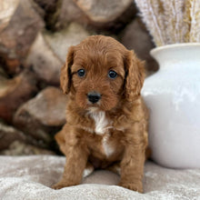 Load image into Gallery viewer, SKYE - Female Toy Cavoodle - 21st Oct