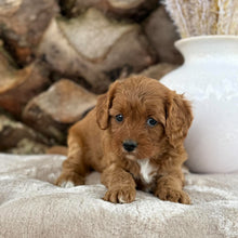 Load image into Gallery viewer, SKYE - Female Toy Cavoodle - 21st Oct