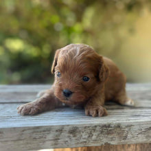 Load image into Gallery viewer, SMOKEY - Male Toy Cavoodle - Ready 13th Jan