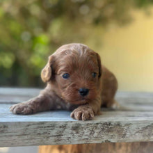 Load image into Gallery viewer, SMOKEY - Male Toy Cavoodle - Ready 13th Jan