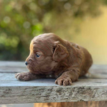 Load image into Gallery viewer, SMOKEY - Male Toy Cavoodle - Ready 13th Jan