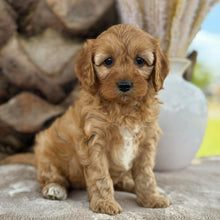 Load image into Gallery viewer, SMUDGE - Female Toy Cavoodle - 21st Oct