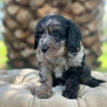 Load image into Gallery viewer, SMUDGE - Male Toy Cavoodle - Ready 30th March