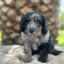 Load image into Gallery viewer, SMUDGE - Male Toy Cavoodle - Ready 30th March