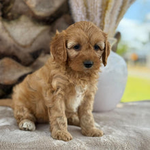 Load image into Gallery viewer, SMUDGE - Female Toy Cavoodle - 21st Oct