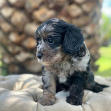 Load image into Gallery viewer, SMUDGE - Male Toy Cavoodle - Ready 30th March