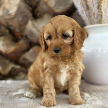 Load image into Gallery viewer, SMUDGE - Female Toy Cavoodle - 21st Oct