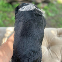 Load image into Gallery viewer, SMUDGE - Male Toy Cavoodle - Ready 30th March