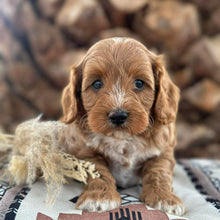 Load image into Gallery viewer, SNICKERS - Male Toy Cavoodle - Ready 29th April