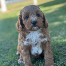Load image into Gallery viewer, SNICKERS - Male Toy Cavoodle - Ready 29th April