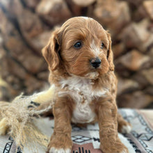 Load image into Gallery viewer, SNICKERS - Male Toy Cavoodle - Ready 29th April