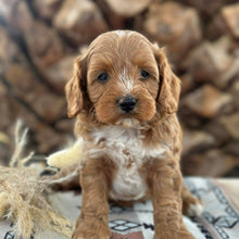 Load image into Gallery viewer, SNICKERS - Male Toy Cavoodle - Ready 29th April