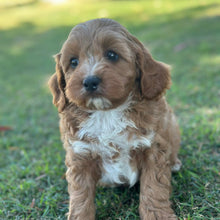 Load image into Gallery viewer, SNICKERS - Male Toy Cavoodle - Ready 29th April