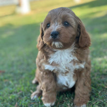 Load image into Gallery viewer, SNICKERS - Male Toy Cavoodle - Ready 29th April
