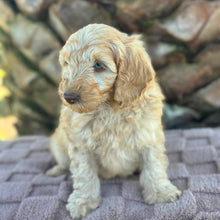 Load image into Gallery viewer, SNOOPY - Male Toy Spoodle - Ready Now