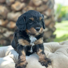 Load image into Gallery viewer, SNOOPY - Male Toy Cavoodle - Ready 30th March