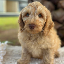 Load image into Gallery viewer, SNOOPY - Male Toy Spoodle - Ready Now