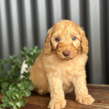 Load image into Gallery viewer, SNOOPY - Male Toy Spoodle - Ready Now