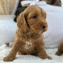 Load image into Gallery viewer, SNOOPY - Male Mini Spoodle - Ready 23rd Oct