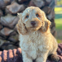 Load image into Gallery viewer, .🌟SNOOPY - Male Toy Spoodle - Ready Now