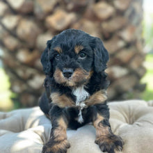 Load image into Gallery viewer, SNOOPY - Male Toy Cavoodle - Ready 30th March