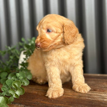 Load image into Gallery viewer, SNOOPY - Male Toy Spoodle - Ready Now