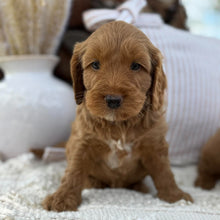 Load image into Gallery viewer, SNOOPY - Male Mini Spoodle - Ready 23rd Oct